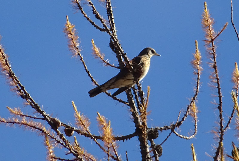 Turdus pilaris - Cesena